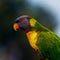 Australian Parakeet Budgerigar Native Bird