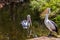 Australian park. Two large waterfowl pelicans