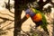 Australian parrot rainbow lorikeet Trichoglossus haematodus