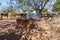 Australian pastoral station calf shades under a small tree near the Cockburn Range near Wyndham on the Karunjie Track