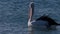 Australian pelican on a beach walking