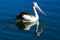 Australian Pelican Bird, Pelecanus conspicillatus, Close-up Swimming with Water Reflections