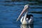 Australian Pelican on blue water