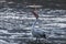 Australian Pelican catching food