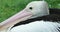 Australian Pelican - Closeup Portrait