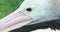 Australian Pelican - Closeup Portrait