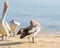 Australian Pelican, Coral Sea, Cairns, QLD, Australia