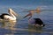 Australian Pelican and dolphin