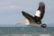 Australian pelican flying