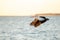 Australian Pelican flying at the golden hour