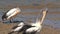 Australian Pelican flying,Kangaroo island, Australia