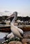 Australian Pelican, Greenwell Point