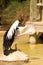 Australian Pelican Grooming on Rock
