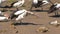 Australian Pelican at Kangaroo island, Australia