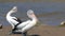 Australian Pelican at Kangaroo island, Australia