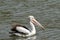 Australian Pelican large waterbird swimming in water in Western Australia