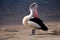 An Australian Pelican Pelecanus conspicillatus.