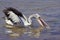 AUSTRALIAN PELICAN pelecanus conspicillatus, ADULT FISHING, AUSTRALIA