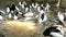 Australian Pelican Pelecanus Conspicillatus - Close Up Portrait. 4K Resolution