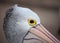 Australian Pelican ,Pelecanus conspicillatus, closeup portrait with yellow eye. Australia.
