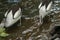 Australian Pelican Pelecanus conspicillatus swimming. The Australian pelican has the longest beak of any bird