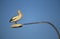 Australian Pelican perched on lamp post