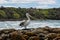 Australian pelican perched on rocks preparing to take flight