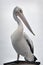 Australian Pelican portrait