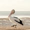 Australian Pelican portrait