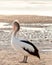 Australian Pelican portrait