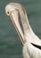 Australian Pelican preening