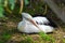 Australian Pelican resting and preening in natural setting.