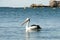 Australian Pelican - Rottnest Island