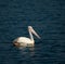 Australian Pelican seeking for food