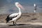 Australian Pelican and Silver gull in Pumicestone Passage, Queensland, Australia