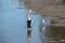 Australian Pelican and Silver gull standing in shallow water in Pumicestone Passage, Queensland, Australia