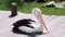 Australian Pelican sitting on wooden pier - Pelecanus Conspicillatus