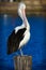 Australian Pelican standing on a post.