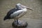 Australian pelican standing on a tree trunk during raining day