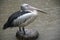 Australian pelican standing on a tree trunk during raining day