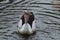 Australian Pelican swallows a fish lands on Camden River