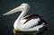 Australian Pelican Swimming in Dark Water