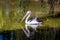 Australian pelican swimming in a little lake in the wilderness of Australia at a hot and sunny day.