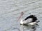 Australian pelican swimming in river
