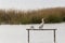 Australian Pelican water bird perching on wooden pole yawning wi