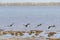 Australian Pelican water birds flying near waterfront at Coorong national park in South Australia