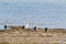 Australian Pelican water birds resting on waterfront at Coorong