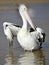 Australian pelican, white bird, australia