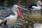 Australian pelicans