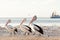 Australian pelicans on the beach